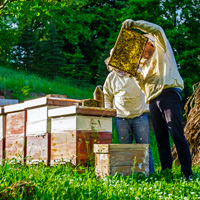 В Госдуму внесен законопроект о пчеловодстве