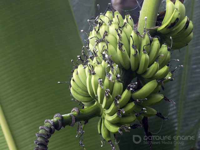 ВТБ продал банановые плантации Владимира Кехмана
